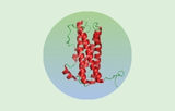 Prolactin