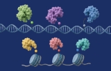 Enzymes and regulators