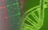 Nucleic acid gel stain