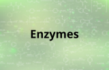 Enzym