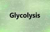 Glykolyse