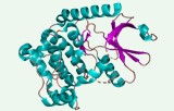 Kinase-Aktivitätstest