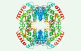 Lactatdehydrogenase-Aktivitätstest