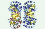 Malatdehydrogenase-Aktivitätstest