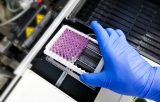 Mycoplasma Elisa-based kit