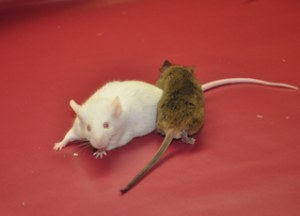 Custom service : TARGATT Fast & Site-Specific Transgenic Mice