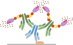 Immunhistochemie-Protokoll - Avidin/Biotin-Methode (ABC)