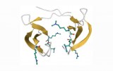 Antimikrobielle Peptide