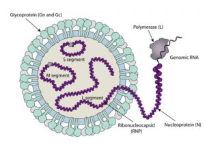 Hantaan-Virus (HTNV) – Virologie, Epidemiologie und moderne Forschungsinstrumente