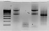 Western-Blot-Produkte