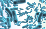 Bacteriología