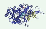 Ensayo de actividad de la glucosa-6-fosfato deshidrogenasa