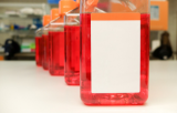 Iscoves Modified Dulbecco’s Medium (IMDM)