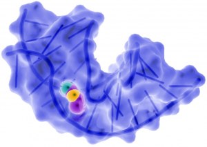 Aptamer synthesis