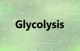 Glycolysis