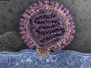Soluciones integrales de investigación para estudios sobre el virus de la fiebre hemorrágica de Crimea-Congo (CCHFV)