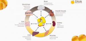 25 % DE DESCUENTO en fibroblastos humanos y preadipocitos