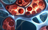 Cellules Endothelial