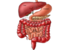 Cancers gastro-intestinaux