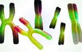 Cytogénétique