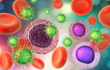 Inflammation et maladies auto-immunes Cellules