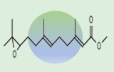 Hormone juvénile
