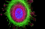 Milieux de montage pour la microscopie à fluorescence