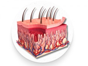 Modèles cutanés humains pour la recherche en dermatologie