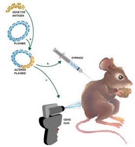 Service à façon : Production d'anticorps polyclonaux de Souris par immunisation génétique