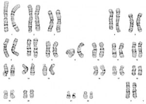 Service à façon: Caryotype / Détermination du sexe