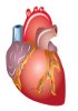 Système cardiovasculaire