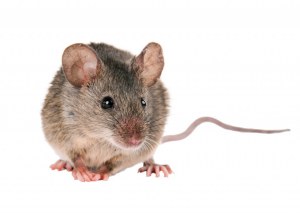 Service à façon : Production d'anticorps polyclonaux de Souris