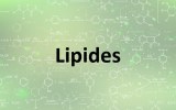 Lipides