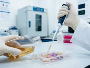 Solutions FBS pour une croissance cellulaire homogène 