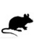 ADNc de souris