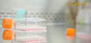20 % de Réduction sur les Milieux de Culture de Cellules d’Insectes