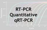 RT-PCR quantitative - qRT-PCR