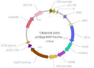 Construction de vecteurs complexes