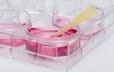 Sérum de veau foetal Xtra