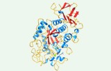 Test dell'attività dell'amilasi
