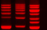 GelRed nucleic acid gel stain