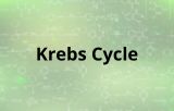 Ciclo di Krebs