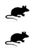 Kit di rilevazione IHC - Doppia colorazione per tessuti di topo anti-Mouse IgG