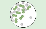 Test di proliferazione