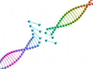 Custom service : Gene synthesis