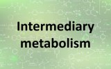Metabolismo intermedio