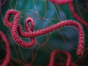 Malattia da virus Ebola: virologia molecolare e gestione clinica 2026