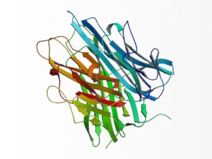 Il ruolo multiforme del TNF-alfa nel cancro