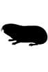 Cavia