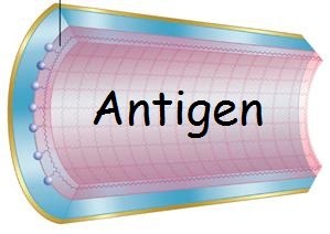 Custom service : Immunoaffinity purification on columns conjugated to the antigen